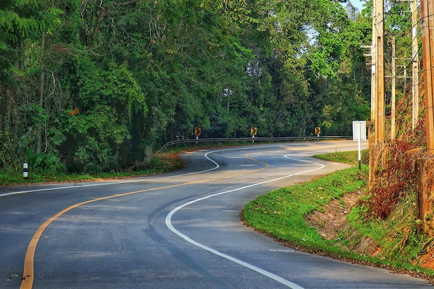 森の木の間にある道