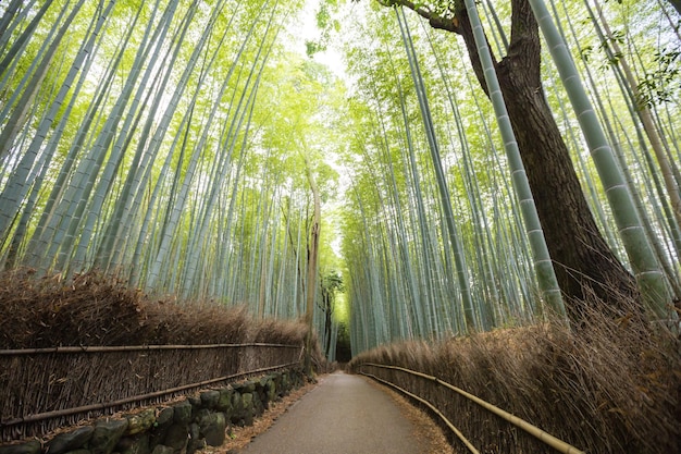 森の木の間にある道