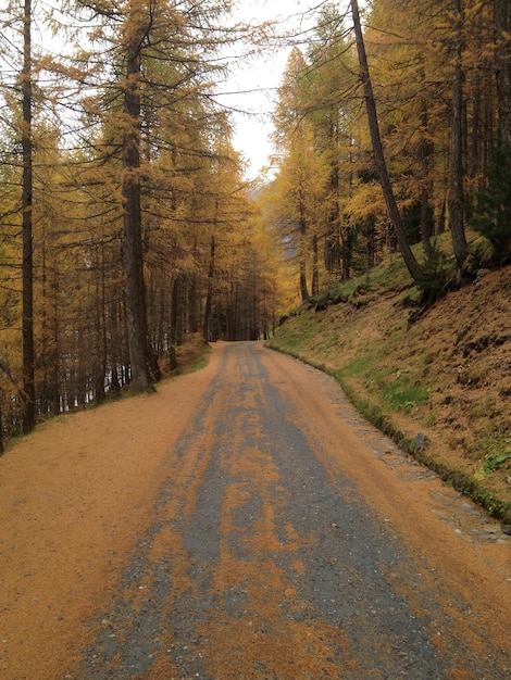 森の木の間にある道