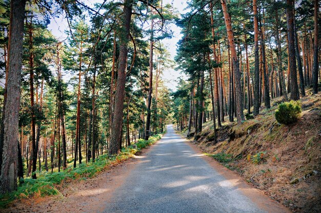 Photo road amidst trees in forest