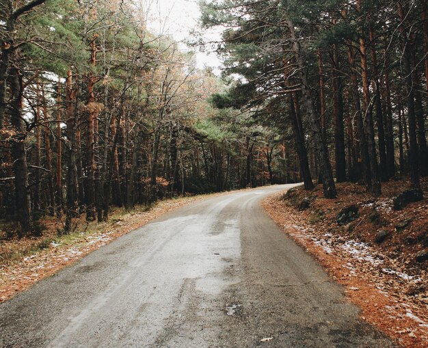 森の木の間にある道