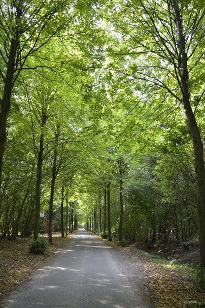 Road amidst trees in forest