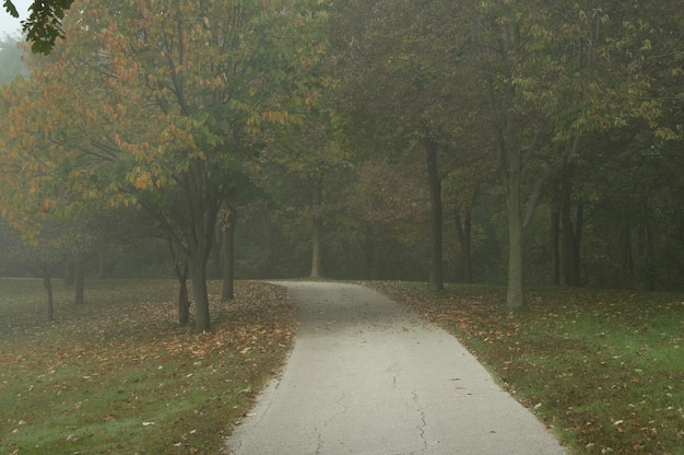 Photo road amidst trees in forest