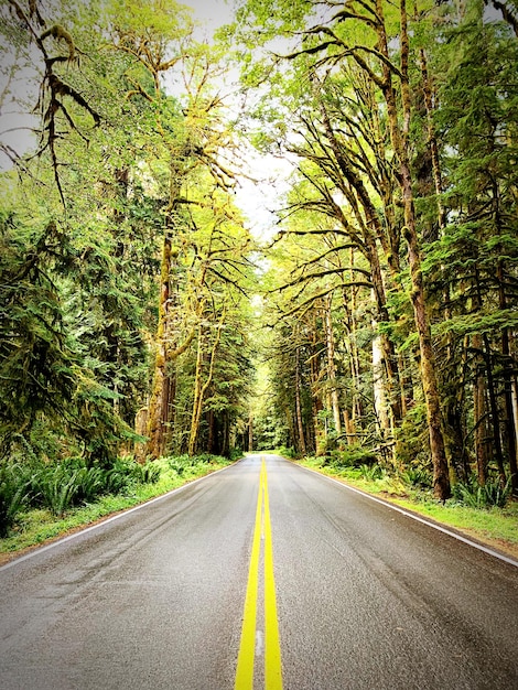 Foto strada in mezzo agli alberi della foresta