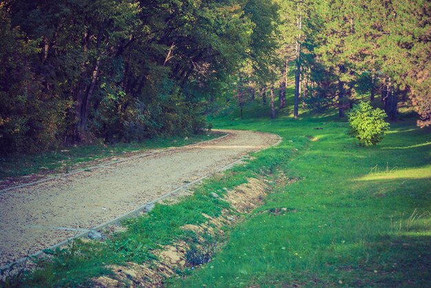 Road amidst trees in forest