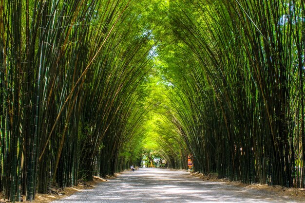 Photo road amidst trees in forest