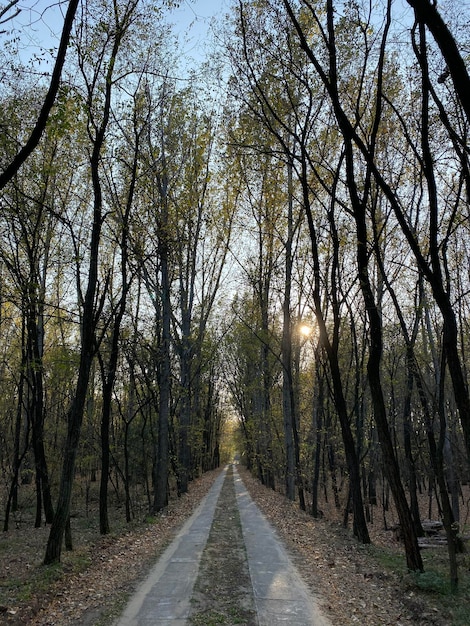 Foto strada in mezzo agli alberi della foresta