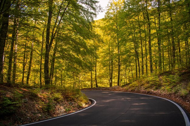 Photo road amidst trees in forest