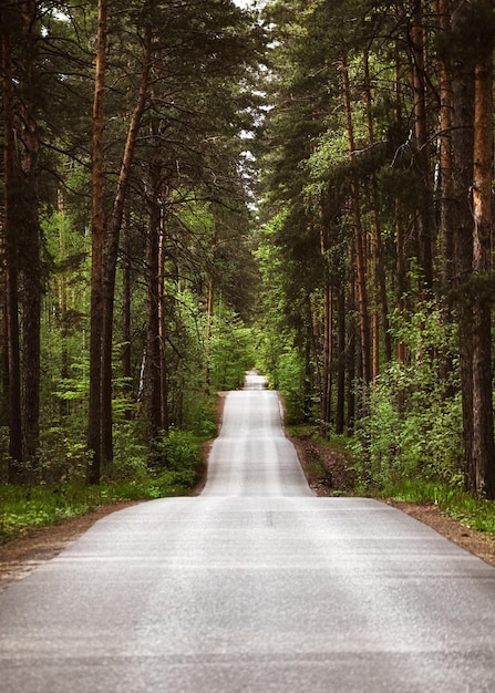 森の木の間にある道