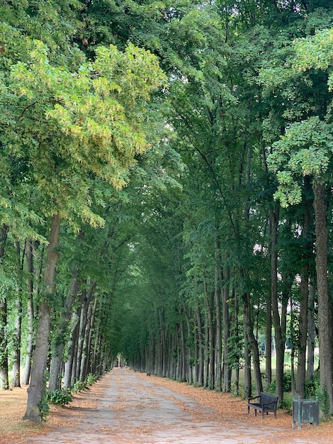 Road amidst trees in forest