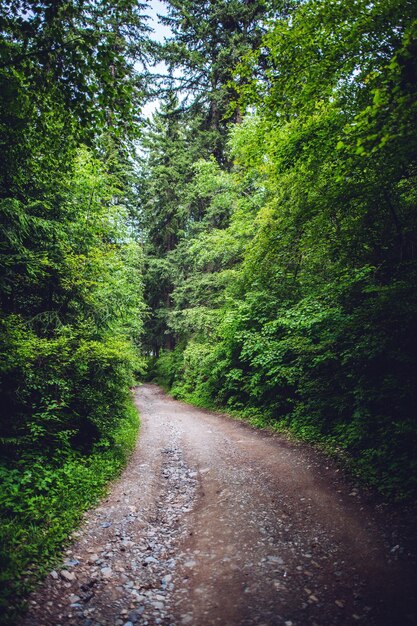 Road amidst trees in forest