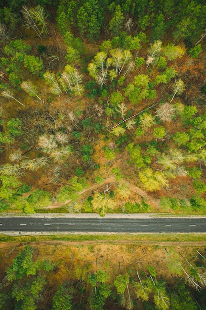 森の木の間にある道