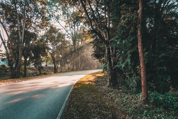 Photo road amidst trees in forest