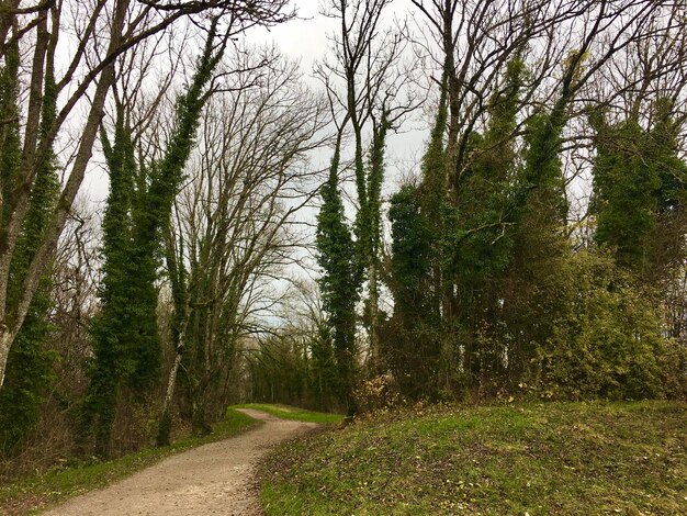 Foto strada in mezzo agli alberi della foresta