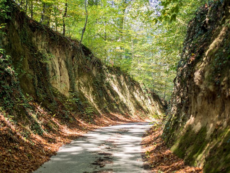 Photo 森の木の間にある道