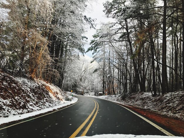 Photo road amidst trees in forest