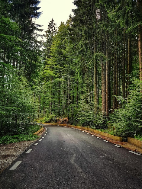 Foto strada in mezzo agli alberi della foresta