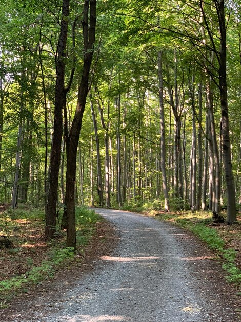 Foto strada in mezzo agli alberi della foresta