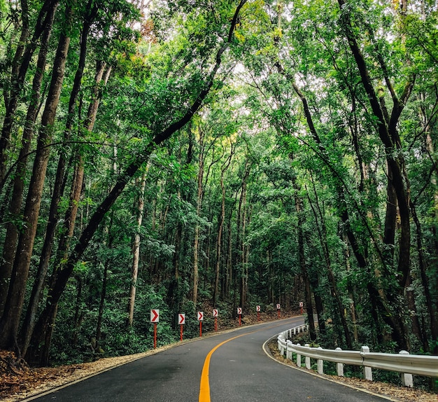 Road amidst trees in forest