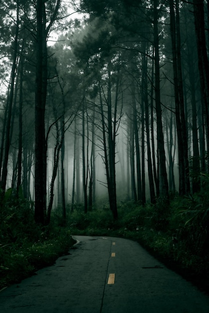 road amidst trees in forest