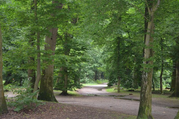 Road amidst trees in forest