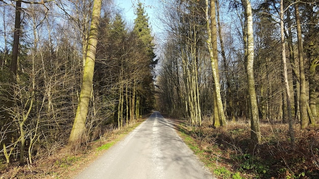 road amidst trees in forest