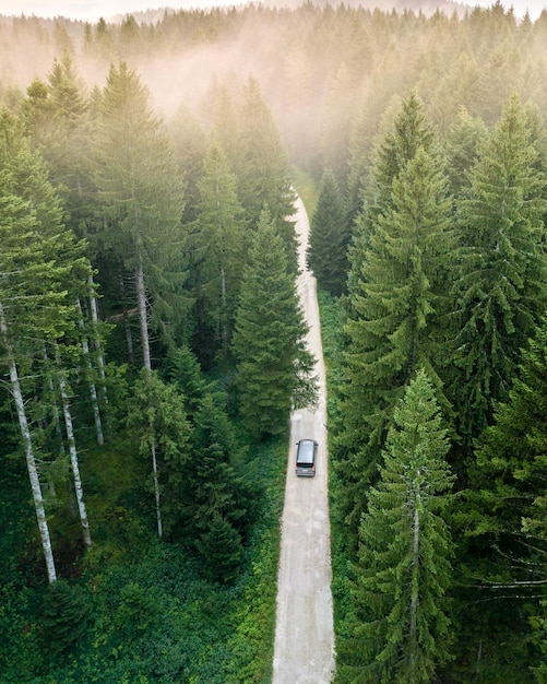 road amidst trees in forest