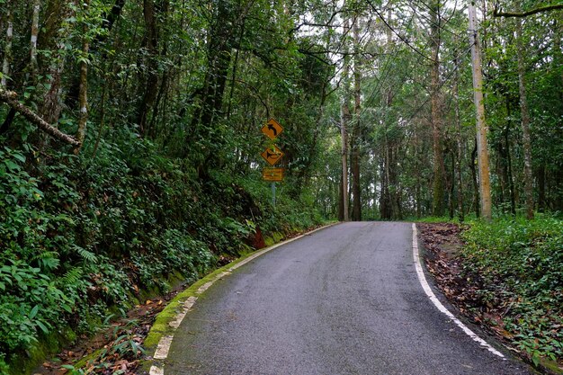 Foto strada in mezzo agli alberi della foresta