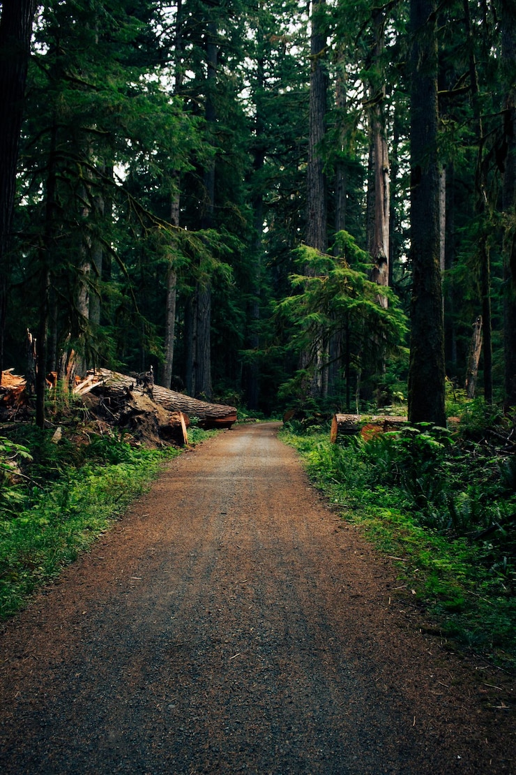 Photo road amidst trees in forest
