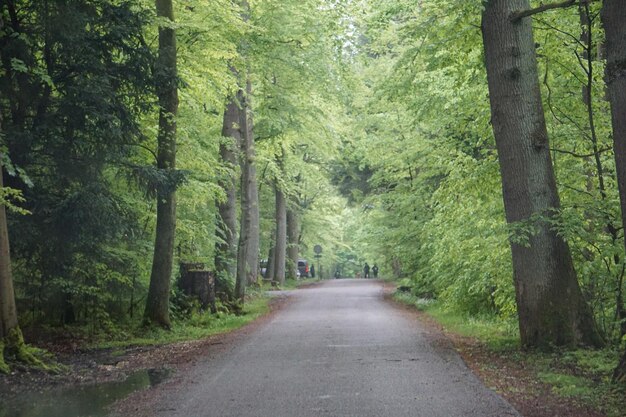 Foto strada in mezzo agli alberi della foresta