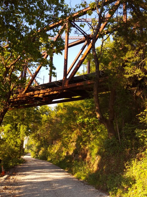 Road amidst trees in forest