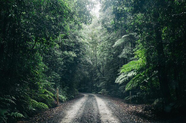 Road amidst trees in forest