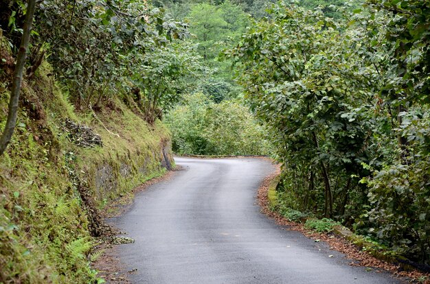 Road amidst trees in forest