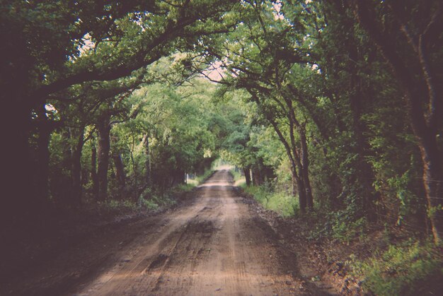 Foto strada in mezzo agli alberi della foresta