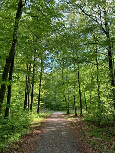 Road amidst trees in forest