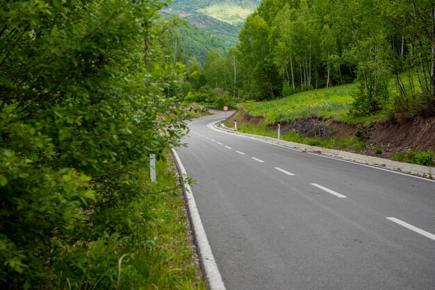 Road amidst trees in forest