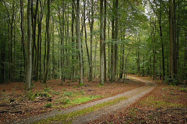 森の中の木の中の道