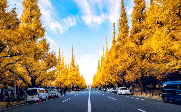 写真 空の向こうにある街の木々の間にある道