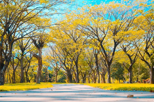 写真 秋の森の木の中の道