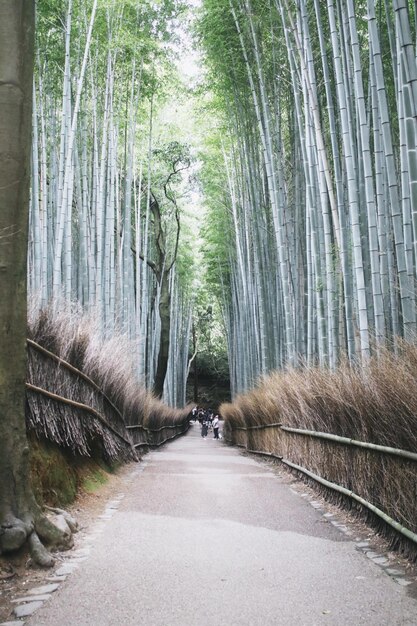 写真 森の木の間にある道