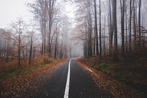 写真 森の木の間にある道