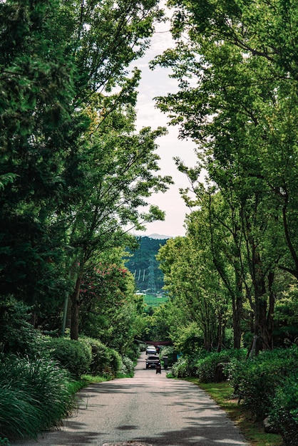 写真 森の木の間にある道