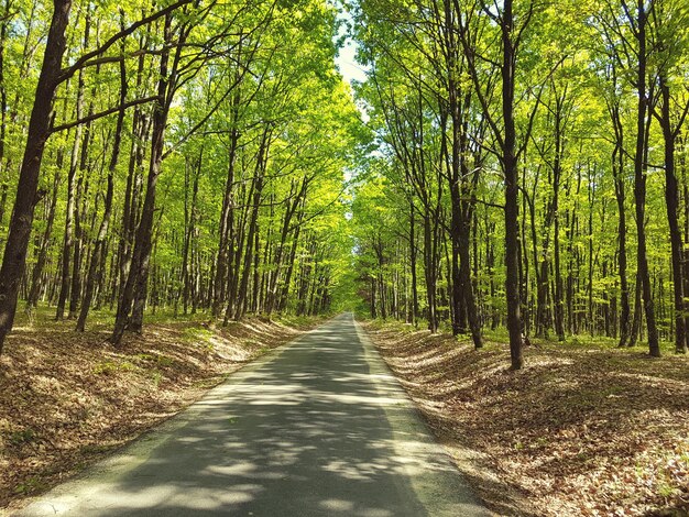 写真 森の木の間にある道