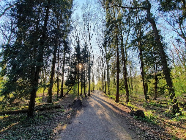 Фото Дорога среди деревьев в лесу