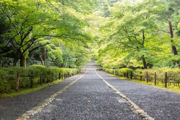 写真 森の木の間にある道