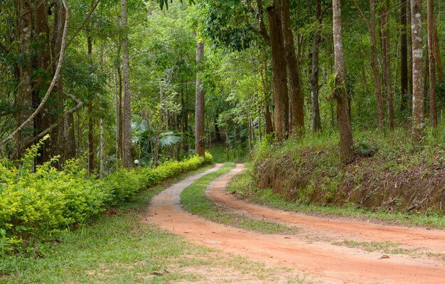 写真 森の木の間にある道