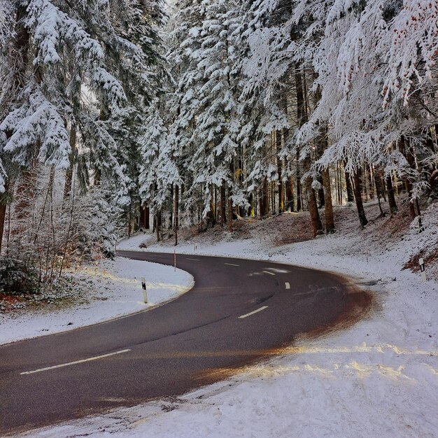 写真 森の中の木の中の道