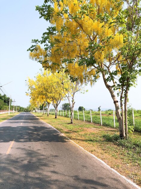 写真 秋に公園の木の間にある道路