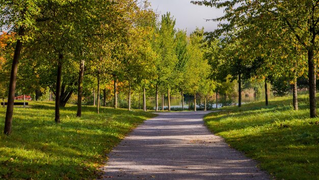 Фото Дорога среди деревьев в парке