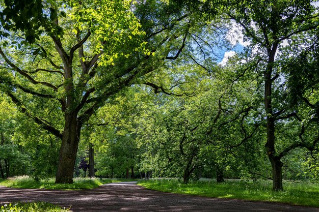 Фото Дорога среди деревьев в парке